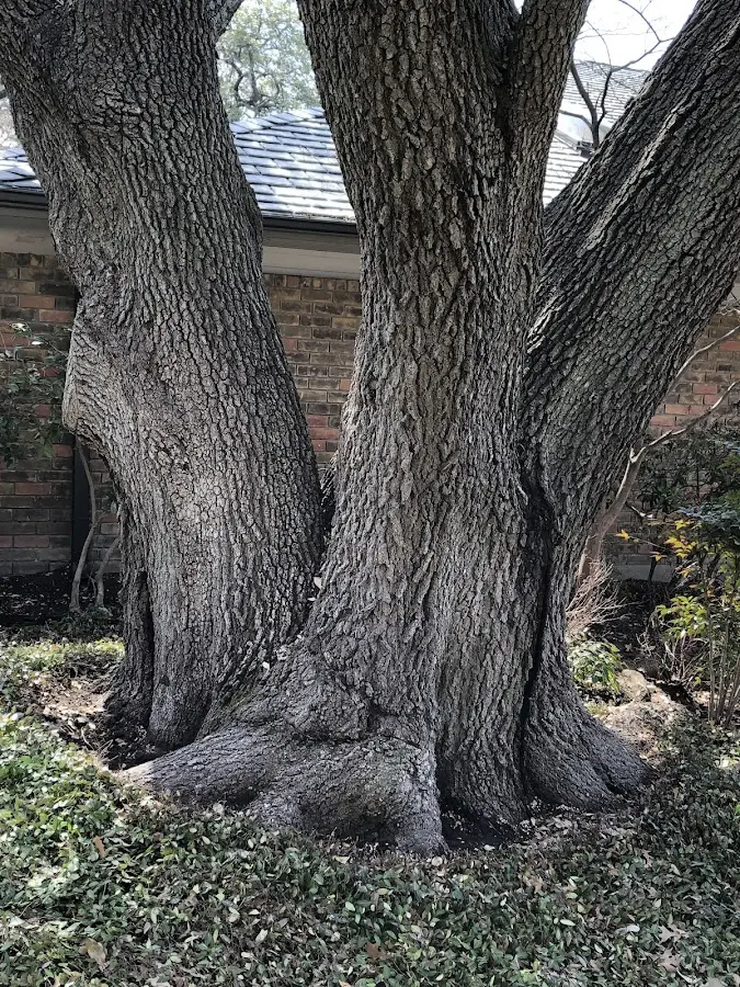 Mature heritage tree close to a Ravenswood property cared for by certified arborists
