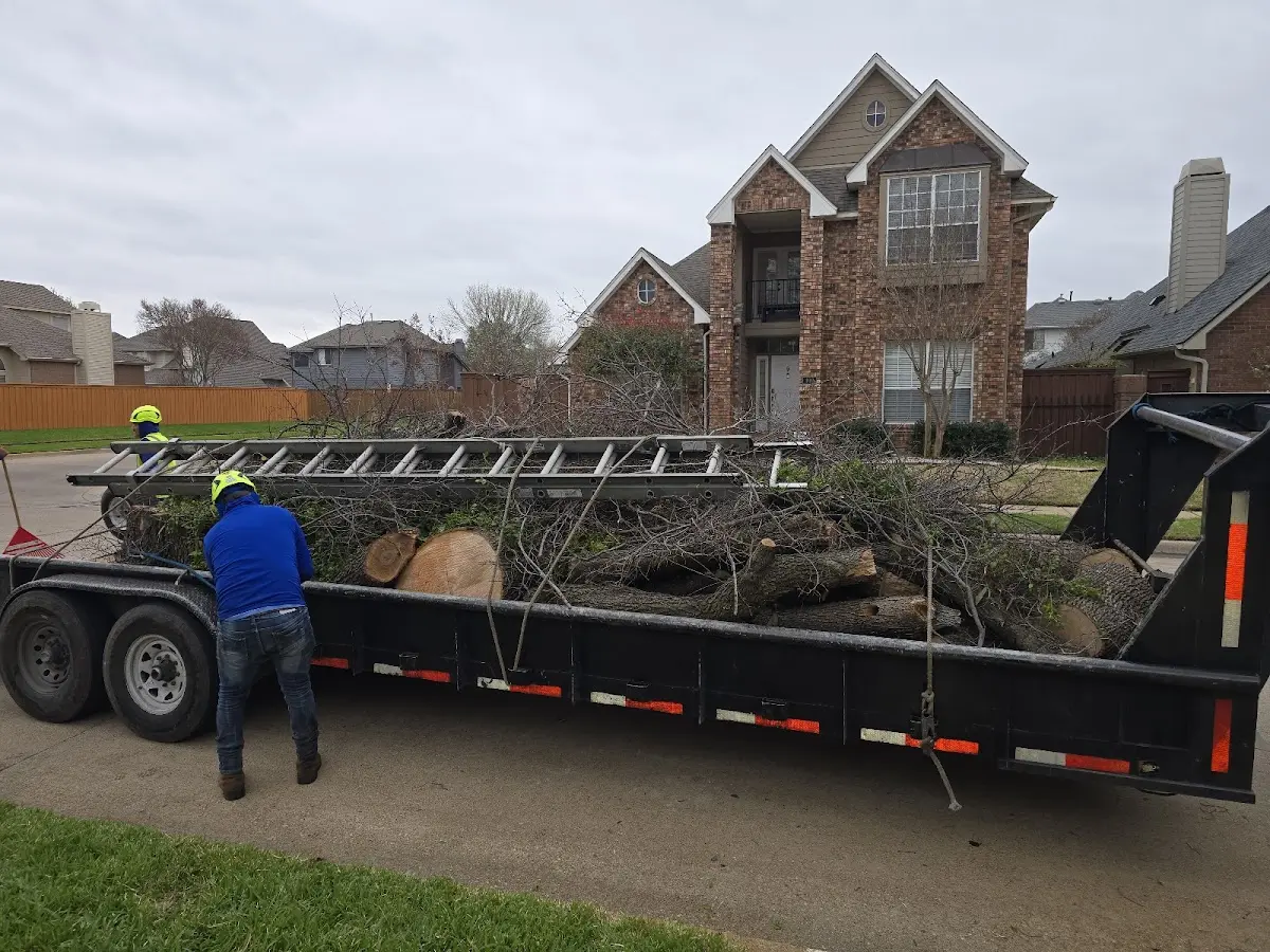 Expert Tree Removal with proper safety equipment in Ravenswood